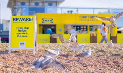 ikea-lanza-seguro-insolito-contra-gaviotas-en-brighton